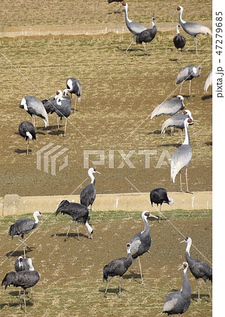 鶴の里 生態 人との共生 世界最大の越冬地 素材 背景 高尾野町 出水市 鹿児島県 鶴の里 生態 人との共生 世界最大の越冬地 素材 背景 高尾野町 出水市 鹿児島県 47279685