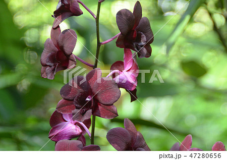 オーキッド・ガーデン オーキッド・ガーデン 47280656