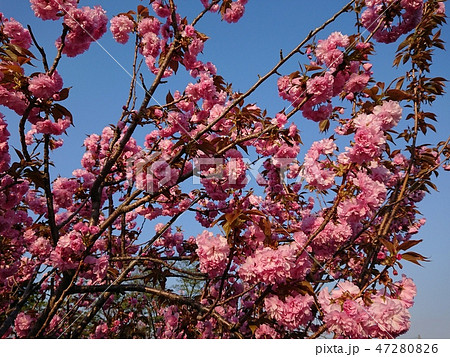 満開の八重桜 47280826