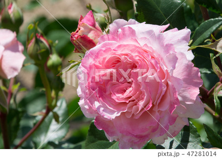 アウグスタルイーゼ アウグスタルイーゼ 47281014