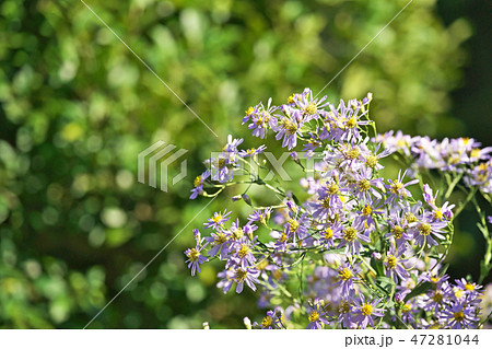 薄紫のシオンの花の写真素材