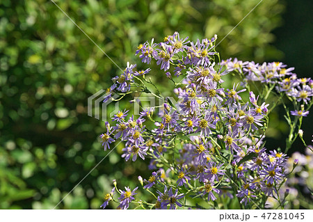 薄紫のシオンの花の写真素材