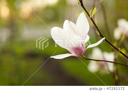 Beautiful close up magnolia flowers 47281172