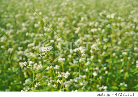 ソバ畑の白いソバの花 ソバ畑の白いソバの花 47281311