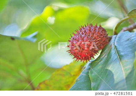 赤いホオノキの実 赤いホオノキの実 47281501