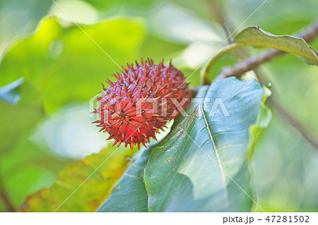 赤いホオノキの実 赤いホオノキの実 47281502