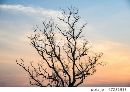 Single Dead dry branch tree on sunset Single Dead dry branch tree on sunset 47281953