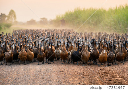 Flock of ducks with agriculturist herding 47281967