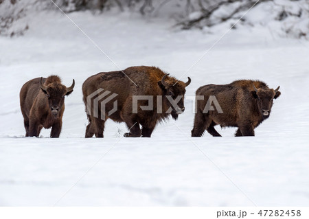 European bison (Bison bonasus) in natural habitat European bison (Bison bonasus) in natural habitat 47282458