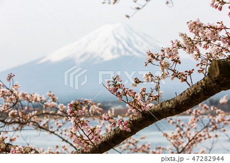 Cherry blossom with Mount fuji background. Cherry blossom with Mount fuji background. 47282944