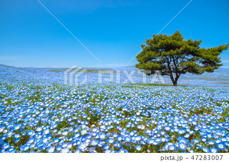 ネモフィラ　ひたち海浜公園　茨城県 47283007
