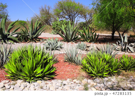 Garden of cacti, Tula de Allende, Mexico 47283135