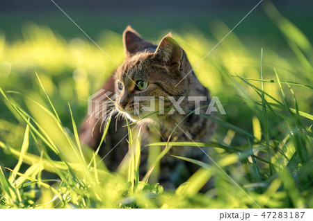 猫散歩3 猫散歩3 47283187