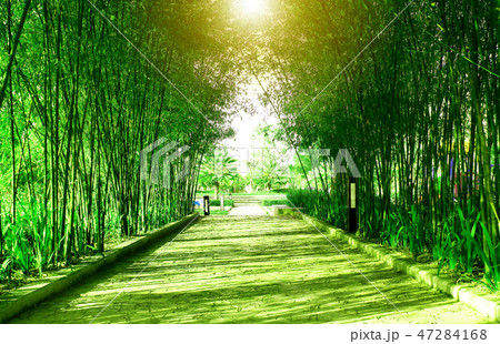 Tunnel green bamboo forest and walk way. 47284168