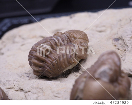 三葉虫の化石 47284929