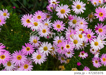 Flowers - nature floral background Flowers - nature floral background 47285976