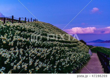 のもざき水仙まつり　夕暮れの風景　【長崎県長崎市野母崎町】 47286269