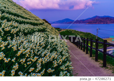 のもざき水仙まつり　夕暮れの風景　【長崎県長崎市野母崎町】 47286271