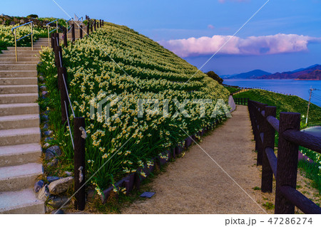 のもざき水仙まつり　夕暮れの風景　【長崎県長崎市野母崎町】 47286274