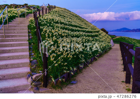 のもざき水仙まつり　夕暮れの風景　【長崎県長崎市野母崎町】 47286276