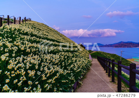 のもざき水仙まつり 夕暮れの風景 【長崎県長崎市野母崎町】 のもざき水仙まつり 夕暮れの風景 【長崎県長崎市野母崎町】 47286279