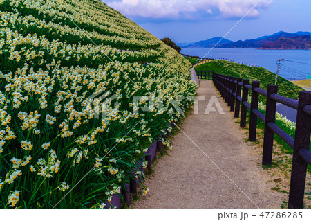 のもざき水仙まつり　夕暮れの風景　【長崎県長崎市野母崎町】 47286285