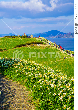 のもざき水仙まつり　夕暮れの風景　【長崎県長崎市野母崎町】 47286333