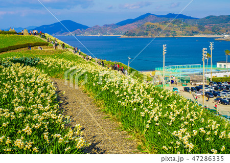 のもざき水仙まつり　夕暮れの風景　【長崎県長崎市野母崎町】 47286335