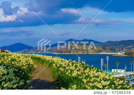 のもざき水仙まつり 夕暮れの風景 【長崎県長崎市野母崎町】 のもざき水仙まつり 夕暮れの風景 【長崎県長崎市野母崎町】 47286338