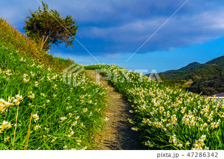 のもざき水仙まつり 夕暮れの風景 【長崎県長崎市野母崎町】 のもざき水仙まつり 夕暮れの風景 【長崎県長崎市野母崎町】 47286342