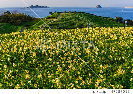 のもざき水仙まつり　軍艦島を望む　夕暮れの風景　【長崎県長崎市野母崎町】 47287015