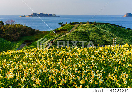 のもざき水仙まつり　軍艦島を望む　夕暮れの風景　【長崎県長崎市野母崎町】 47287016