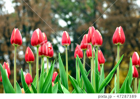 The pink tulip in the garden. 47287389