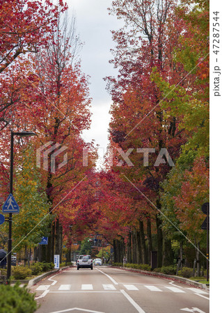 金沢　紅葉したアメリカ楓通り 47287544