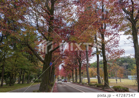 金沢 紅葉したアメリカ楓通り 金沢 紅葉したアメリカ楓通り 47287547