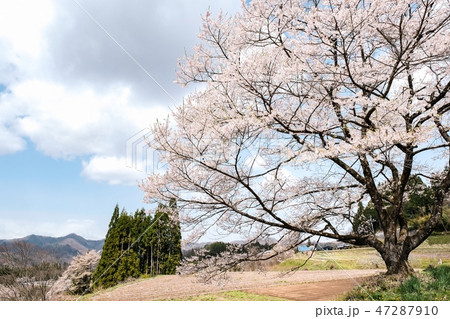 農村の一本桜 農村の一本桜 47287910