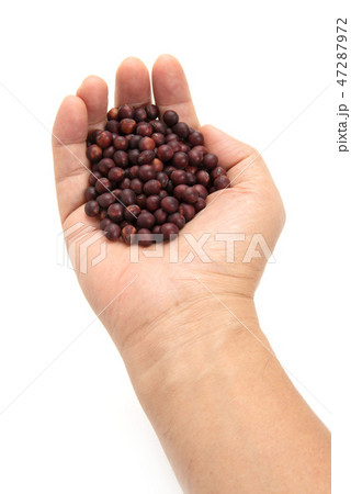 紅大豆 紅大豆 47287972