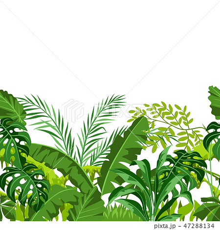 Seamless Pattern With Jungle Plants のイラスト素材 47288134 Pixta