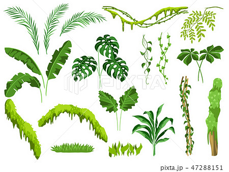 Set Of Jungle Plants のイラスト素材 47288151 Pixta