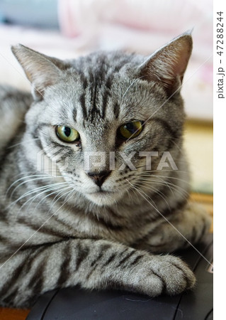 サバトラ猫 サバトラ猫 47288244