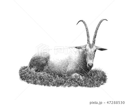 Oryx gazella. Isolated on white background.  47288530