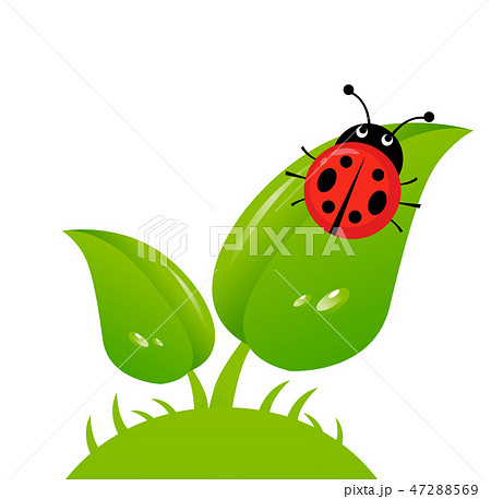 Vector illustration of a ladybug Vector illustration of a ladybug 47288569
