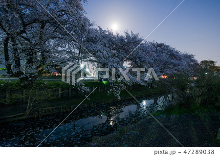 川越 新河岸川の夜桜 川越 新河岸川の夜桜 47289038