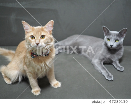 リラックスする2匹の猫 リラックスする2匹の猫 47289150