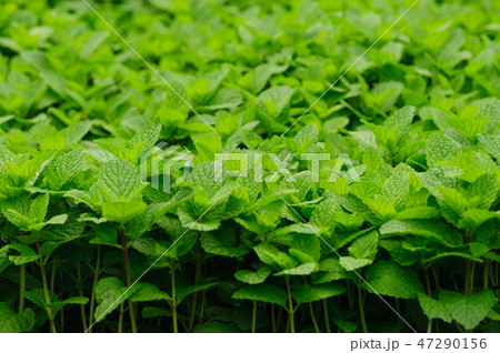 green mint plant in growth at vegetable garden 47290156
