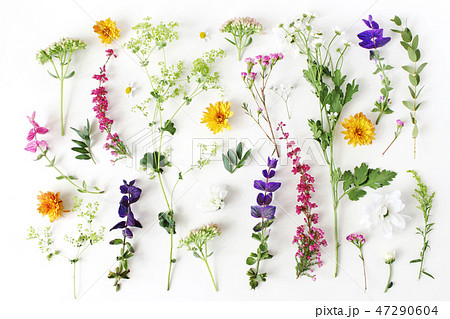 Summer botanical pattern. Floral composition of fewerfew, erica, sage and chrysanthemum flowers and Summer botanical pattern. Floral composition of fewerfew, erica, sage and chrysanthemum flowers and 47290604