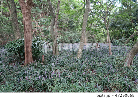 世継山のヤブラン 世継山のヤブラン 47290669