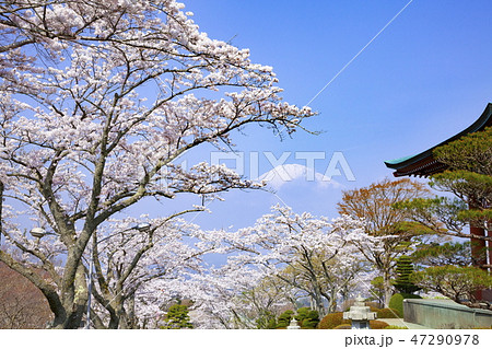 富士山と満開の桜、静岡県御殿場市平和公園にて 47290978