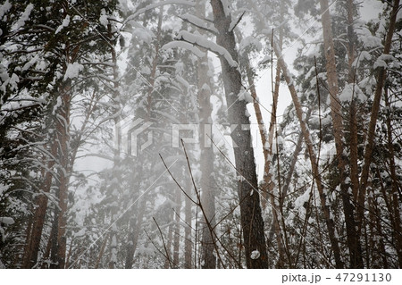 Types of winter the taiga 47291130