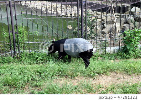 マレーバク 47291323